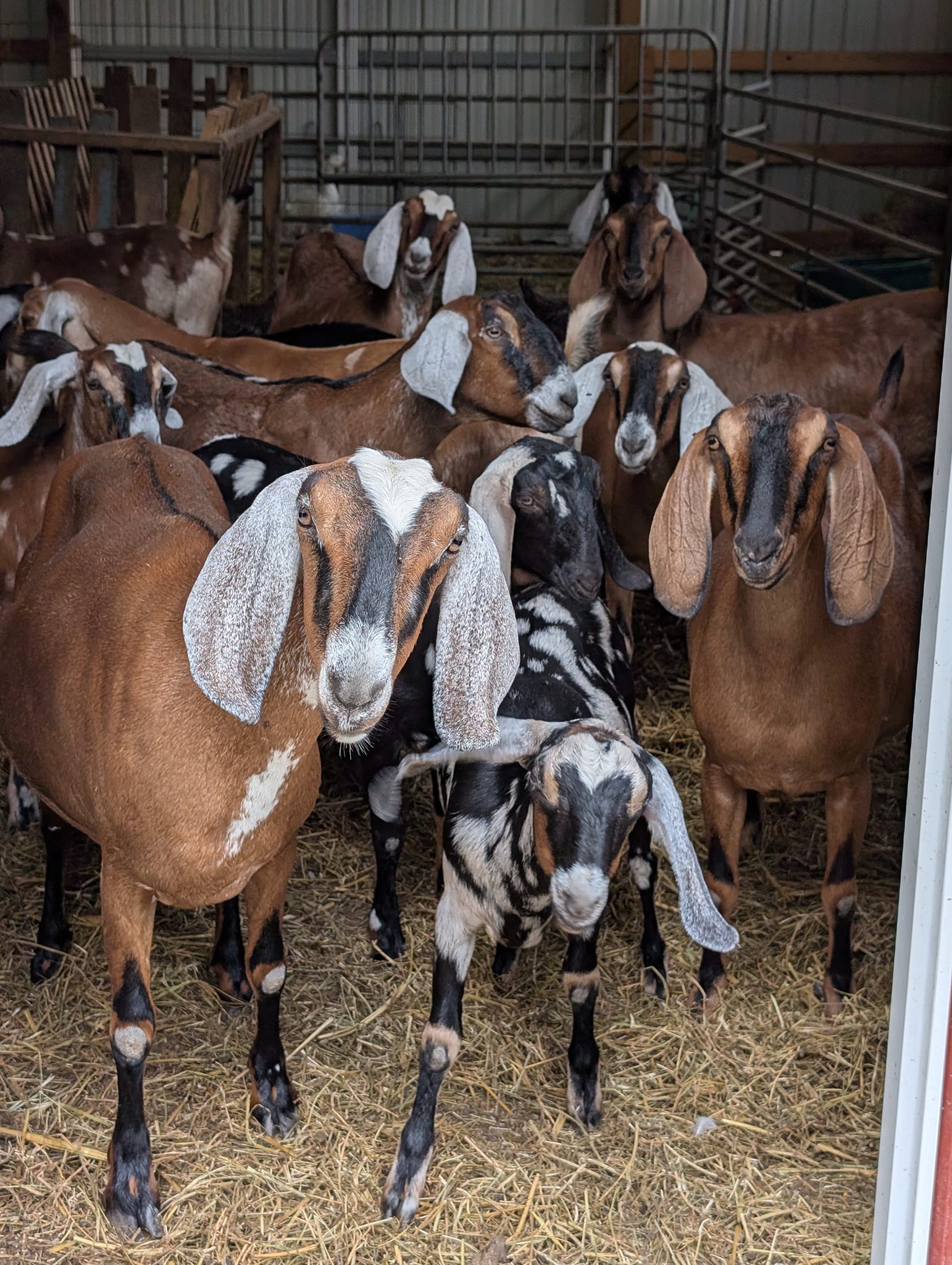 Rocking Goat Farms